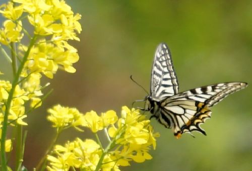 アゲハチョウの成虫 飼育方法や餌について 蝶の研究室