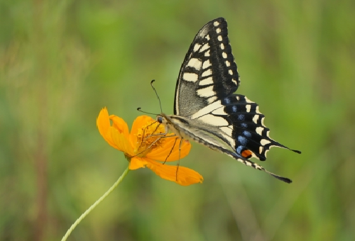 アゲハ蝶の飼育 花の蜜の与え方はどうするの 蝶の研究室