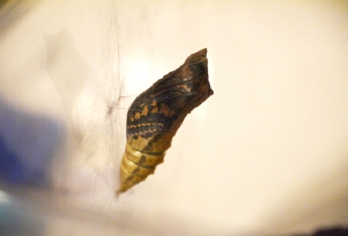 アゲハチョウの蛹 越冬するかしないかどうやって分かるの 蝶の研究室