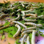 抹茶やガムの緑色は蚕の糞が使われているって本当！？
