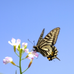 アゲハ蝶の種類！日本に生息するアゲハ蝶は？