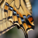 アゲハ蝶の羽の構造について！どうしてチョウの羽には模様があるの？