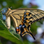 アゲハ蝶を見るスピリチュアルな意味は！？