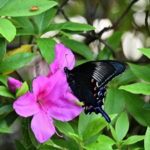 黒いアゲハ蝶の種類って何があるの？カラスアゲハってどんな種類！？