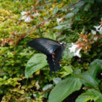 クロアゲハってどんな種類！？黒いアゲハ蝶の見分け方は？
