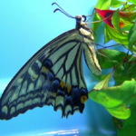 日本のアゲハ蝶の種類！何種類いる！？