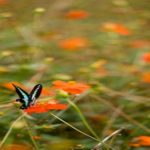 モンキアゲハの幼虫 餌や食草は何 蝶の研究室