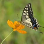 アゲハチョウは英語で何 意味や名前の由来は 蝶の研究室