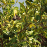 アゲハチョウは英語で何 意味や名前の由来は 蝶の研究室