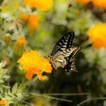 キアゲハの成虫 寿命ってどれくらい 蝶の研究室