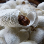 絹糸は蚕の種類によって変わる！？何の種類があるの？