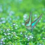 アゲハチョウは英語で何 意味や名前の由来は 蝶の研究室