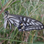 アゲハチョウは英語で何 意味や名前の由来は 蝶の研究室