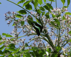アオスジアゲハ 幼虫 飼育 餌 食草